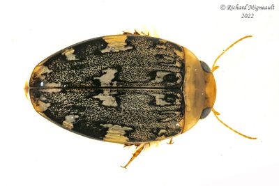 Predaceous Diving Beetles