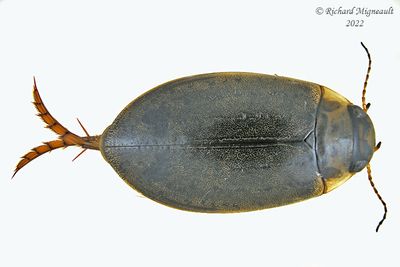 Predaceous Diving Beetle - Rhantus binotatus m22 1
