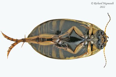 Predaceous Diving Beetle - Rhantus binotatus m22 2