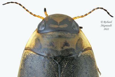 Predaceous Diving Beetle - Rhantus binotatus m22 3