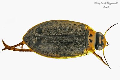 Predaceous Diving Beetle - Rhantus binotatus m22 