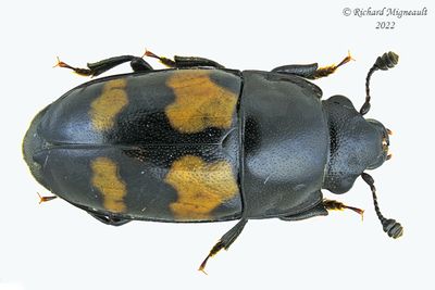 Sap-feeding Beetle - Glischrochilus fasciatus m22