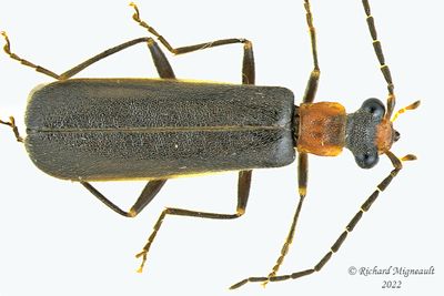 Soldier Beetle - Dichelotarsus puncticollis m22 1