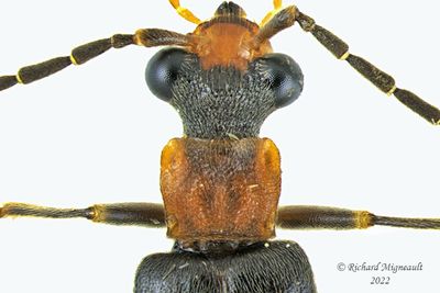 Soldier Beetle - Dichelotarsus puncticollis m22 2