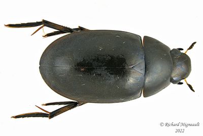 Water Scavenger Beetle - Tropisternus mixtus m22 1