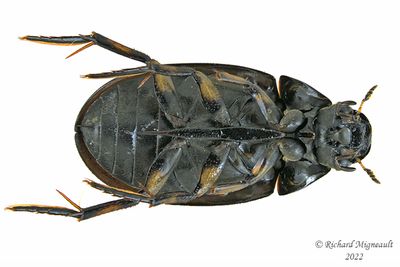 Water Scavenger Beetle - Tropisternus mixtus m22 2