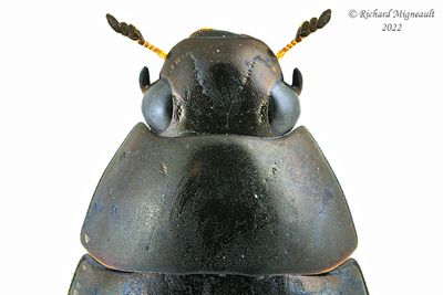 Water Scavenger Beetle - Tropisternus mixtus m22 3