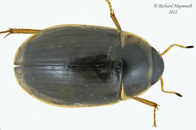 Water Scavenger Beetle - Enochrus sp1 m22 1