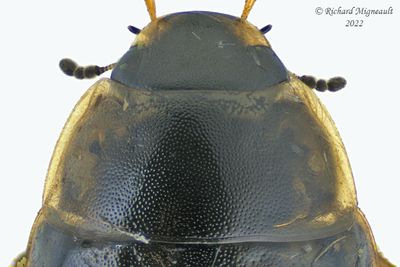 Water Scavenger Beetle - Enochrus sp1 m22 2