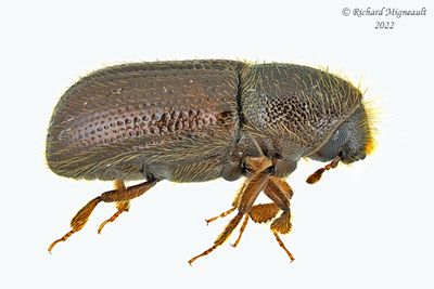 Weevil beetle - Dryocoetes autographus m22 1