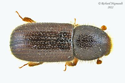 Weevil beetle - Dryocoetes autographus m22 2