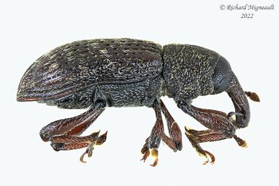 Weevil Beetle - Hylobius congener m22 1