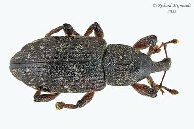 Weevil Beetle - Hylobius congener m22 2
