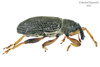Weevil Beetle - Isochnus sequensi (populicola) m22 2