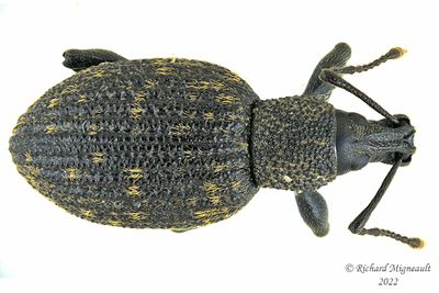 Weevil Beetle - Otiorhynchus sulcatus m22 1