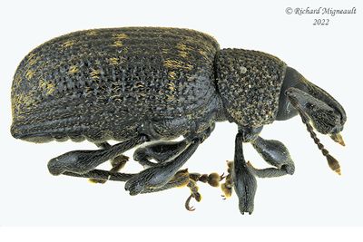 Weevil Beetle - Otiorhynchus sulcatus m22 2