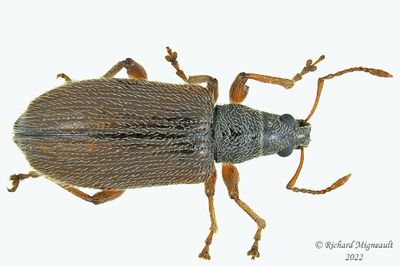 Weevil Beetle - Phyllobius oblongus m22 1