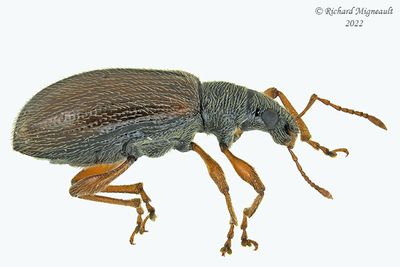 Weevil Beetle - Phyllobius oblongus m22 2