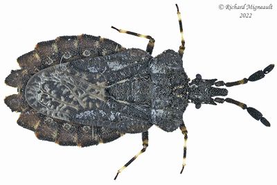 Flat bug - Aradus quadrilineatus m22