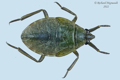 Giant Water Bug - Belostoma flumineum, nymph m22 1 