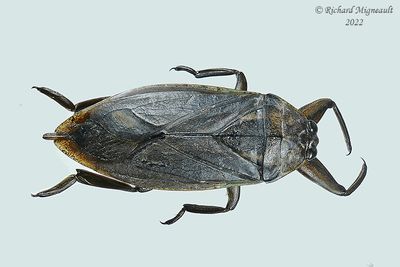 Giant water bug - Lethocerus americanus m22 1