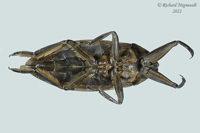 Giant water bug - Lethocerus americanus m22 2