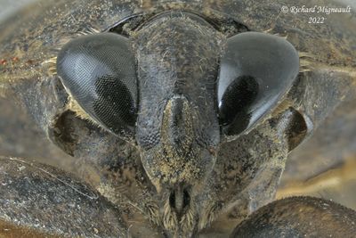 Giant water bug - Lethocerus americanus m22 3