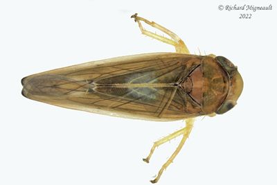 Leafhopper - Colladonus setaceus m22 1