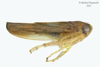 Leafhopper - Colladonus setaceus m22 2