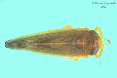 Leafhopper - Colladonus sp m22 1