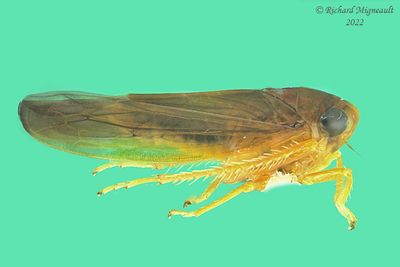 Leafhopper - Colladonus sp m22 2