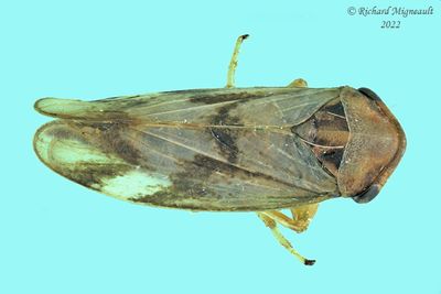 Leafhopper - Macropsis bifasciata m22