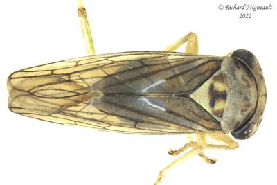 Leafhopper - Idiocerus lachrymalis m22 