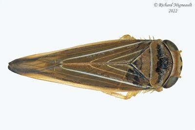 Leafhopper - Idiodonus kennicotti m22 1