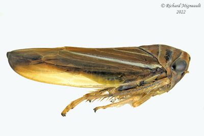Leafhopper - Idiodonus kennicotti m222