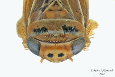 Leafhopper - Idiodonus kennicotti m22 3