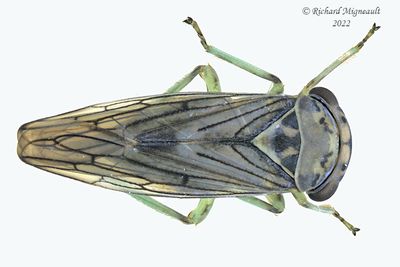 Leafhopper - Subfamily Eurymelinae - Tribe Macropsini sp2 m22 sp1 m22  1