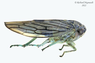 Leafhopper - Subfamily Eurymelinae - Tribe Macropsini sp2 m22m22 2