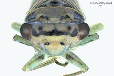 Leafhopper - Subfamily Eurymelinae - Tribe Macropsini sp2 m22m22  3