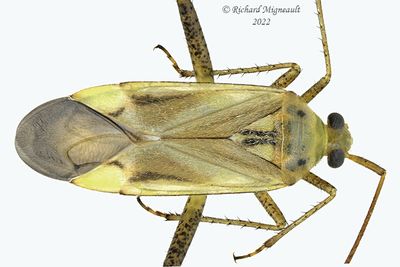 Plant bug - Adelphocoris lineolatus m22 