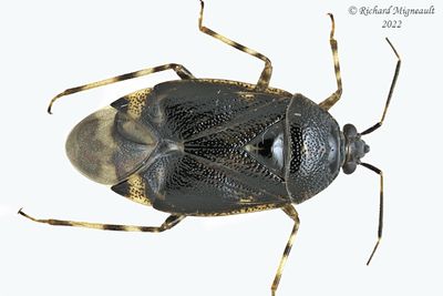 Plant Bug - Deraeocoris sp2 m22 