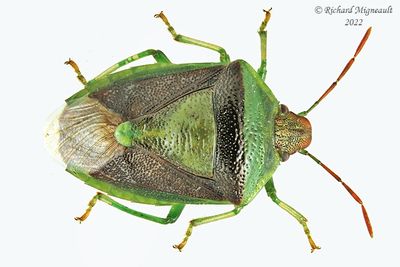 Shield Bug - Elasmostethus cruciatus - Red-Cross Shield Bug m22