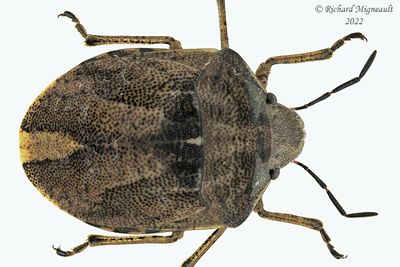 Shield-backed Bug - Homaemus aeneifrons m22