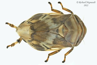 Spittlebug - Clastoptera obtusa - Alder Spittlebug m22