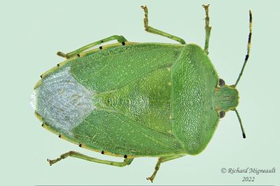 Stink bug - Green Stink Bug - Chinavia hilaris m22 1