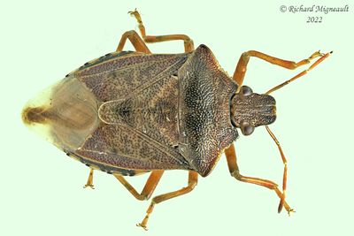 Stink bug - Podisus brevispinus m22