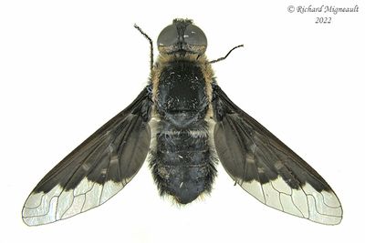 Bee Fly - Anthrax georgicus m22 