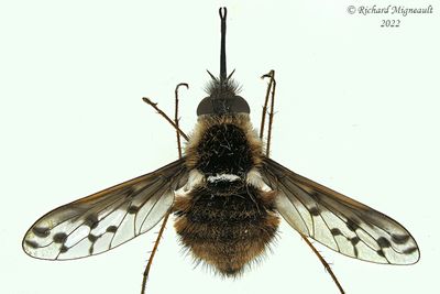 Bee Fly - Bombylius pygmaeus m22 
