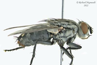 Flesh Fly - Sarcophaga sp5 m22 2