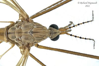 Large Crane Fly - Tipula Vestiplex m22 2